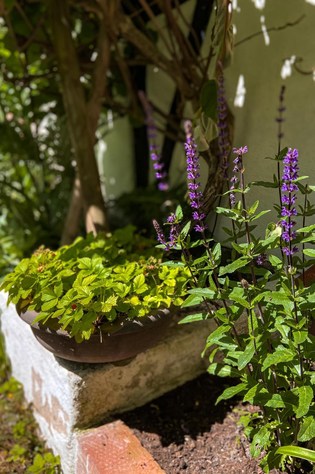 Gardens & Apotekarns B&B Simrishamn Buitenkant foto